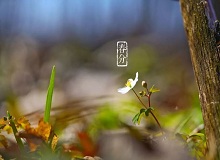 《春分》春分了，天氣漸漸暖起來。草木萬物都生發了，空氣里里濕漉漉甜絲絲的，有一股子好聞的泥土腥味兒。[詳細]