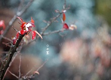 《小寒》正是小寒天氣，三九了。一九二九不出手，三九四九冰上走。今年一場雪還沒下，大地卻都上凍了。[詳細]