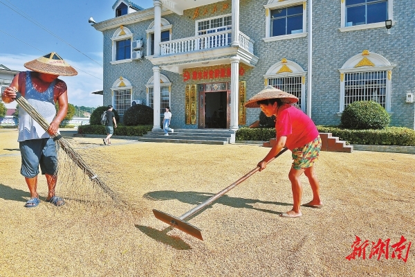 9月20日，漫水村村民在操坪曬稻谷。
